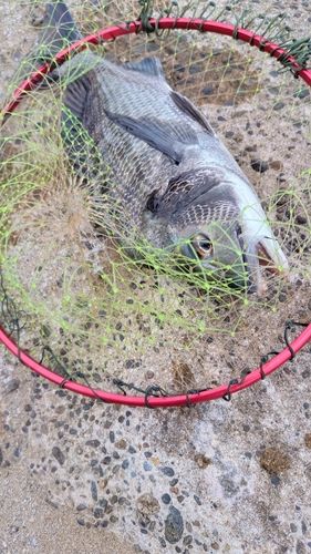 クロダイの釣果