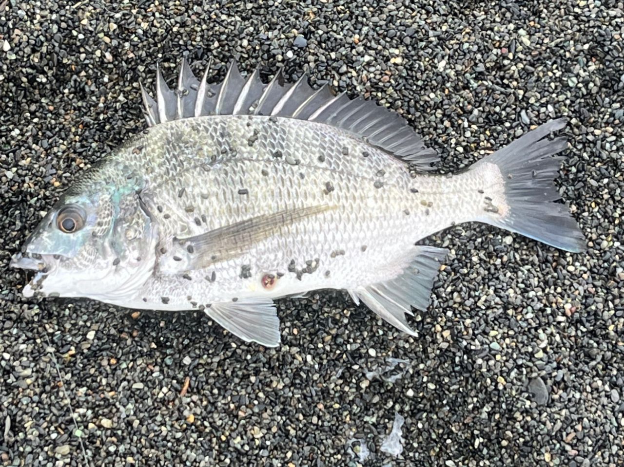 SHIMANO ホリデー イソ 5-530PTSの最安値・インプレ・釣果