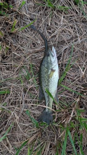 ラージマウスバスの釣果