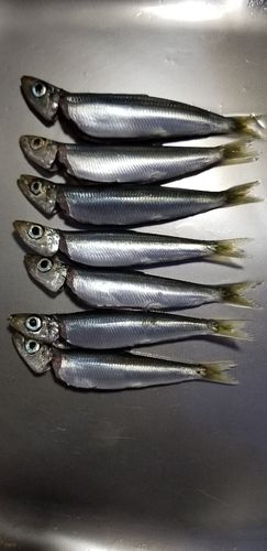 イワシの釣果