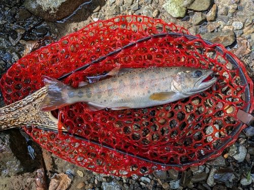 アマゴの釣果