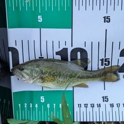 ラージマウスバス