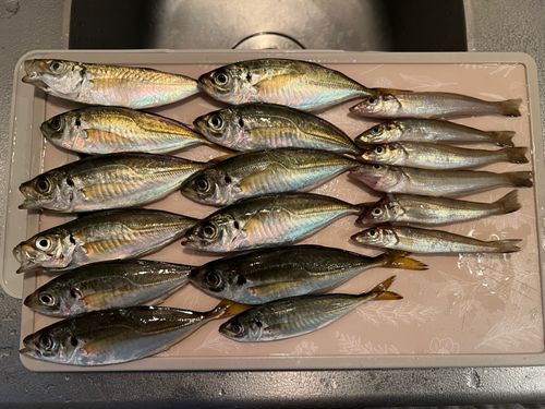 アジの釣果