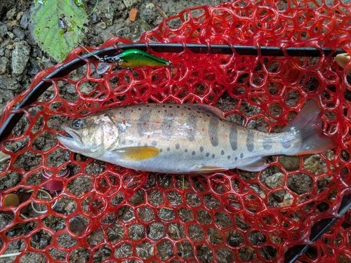 アマゴの釣果