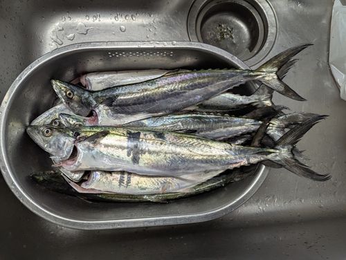 サゴシの釣果
