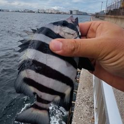 サンバソウ