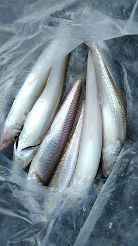 シロギスの釣果
