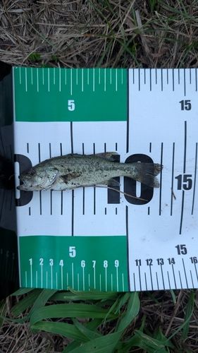 ラージマウスバスの釣果