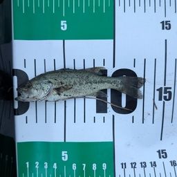 ラージマウスバス