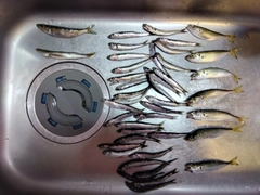 カタクチイワシの釣果