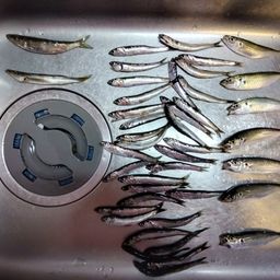 カタクチイワシ