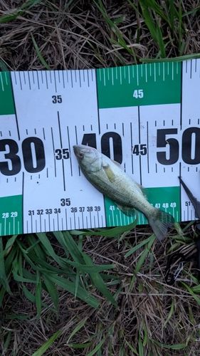 ラージマウスバスの釣果