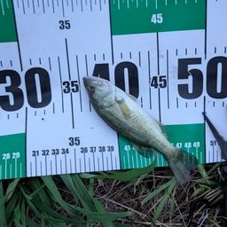 ラージマウスバス