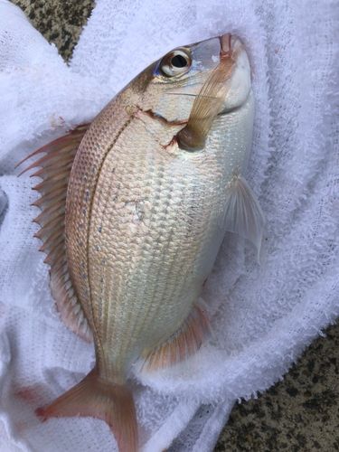 チダイの釣果