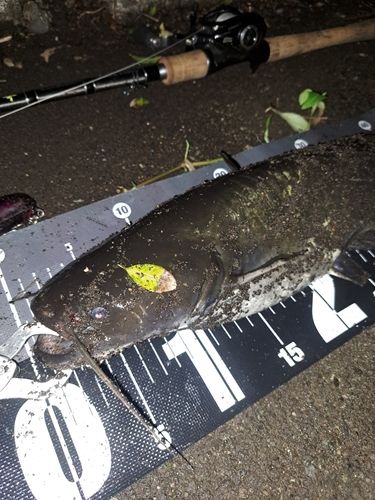 ナマズの釣果
