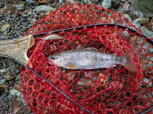 アマゴの釣果