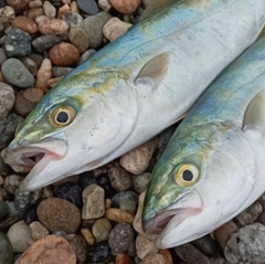 ワカシの釣果