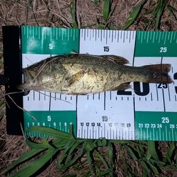 ラージマウスバス