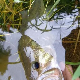 ラージマウスバス