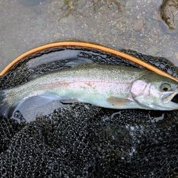 レインボートラウト