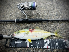 ショッコの釣果