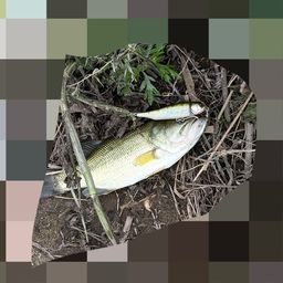 ラージマウスバス