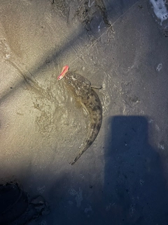 コチの釣果