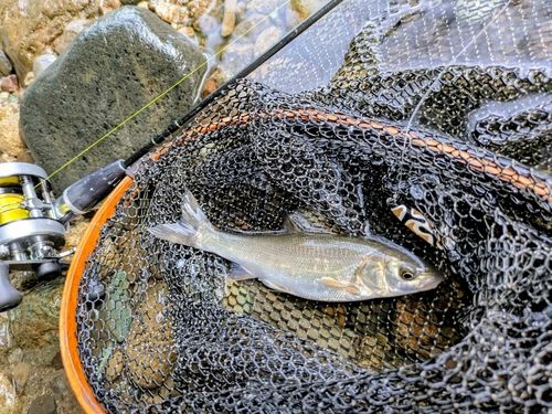 ウグイの釣果