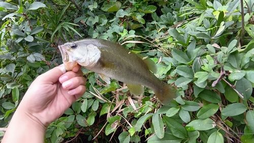 ブラックバスの釣果