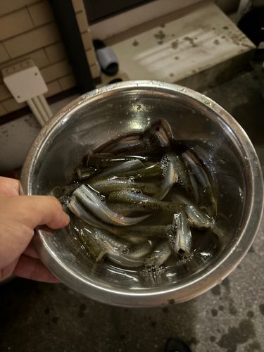ハゼの釣果