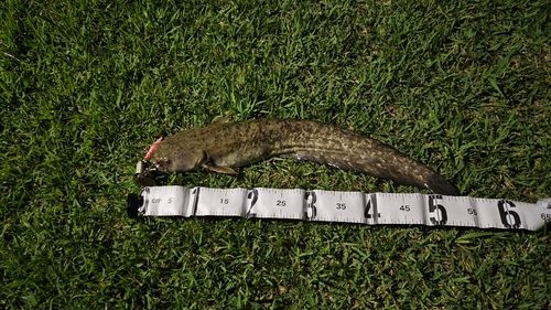 ナマズの釣果