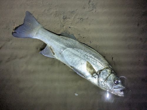 フッコ（ヒラスズキ）の釣果
