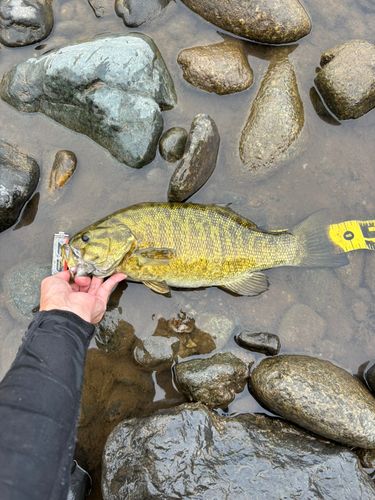スモールマウスバスの釣果