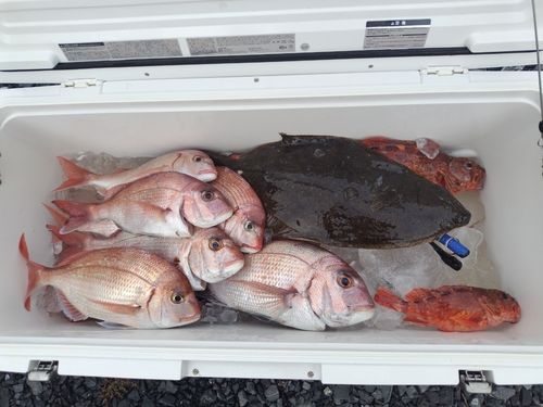 マダイの釣果