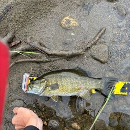 スモールマウスバス