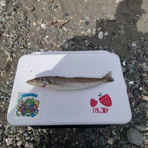 キスの釣果