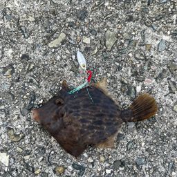 アジ