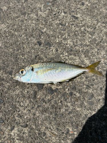 志布志湾