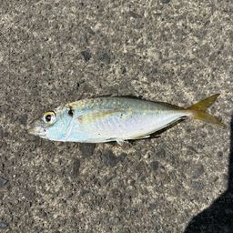 アジ