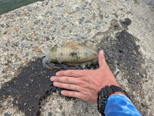 アオリイカの釣果