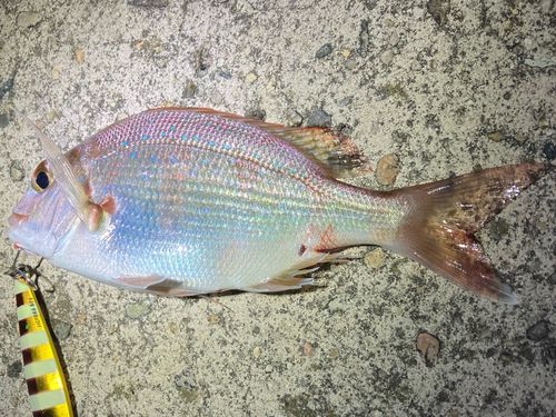 タイの釣果
