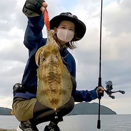 アオリイカ