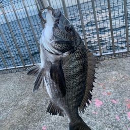 チヌ