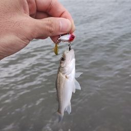 セイゴ（マルスズキ）