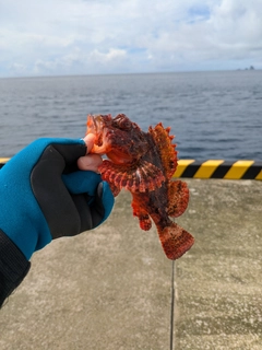 イズカサゴの釣果