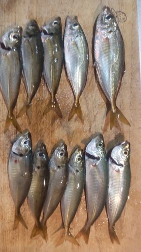 アジの釣果