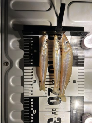 キスの釣果