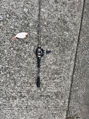 チャリコの釣果