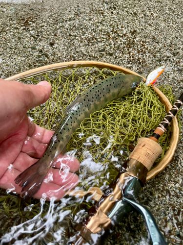 ヤマメの釣果