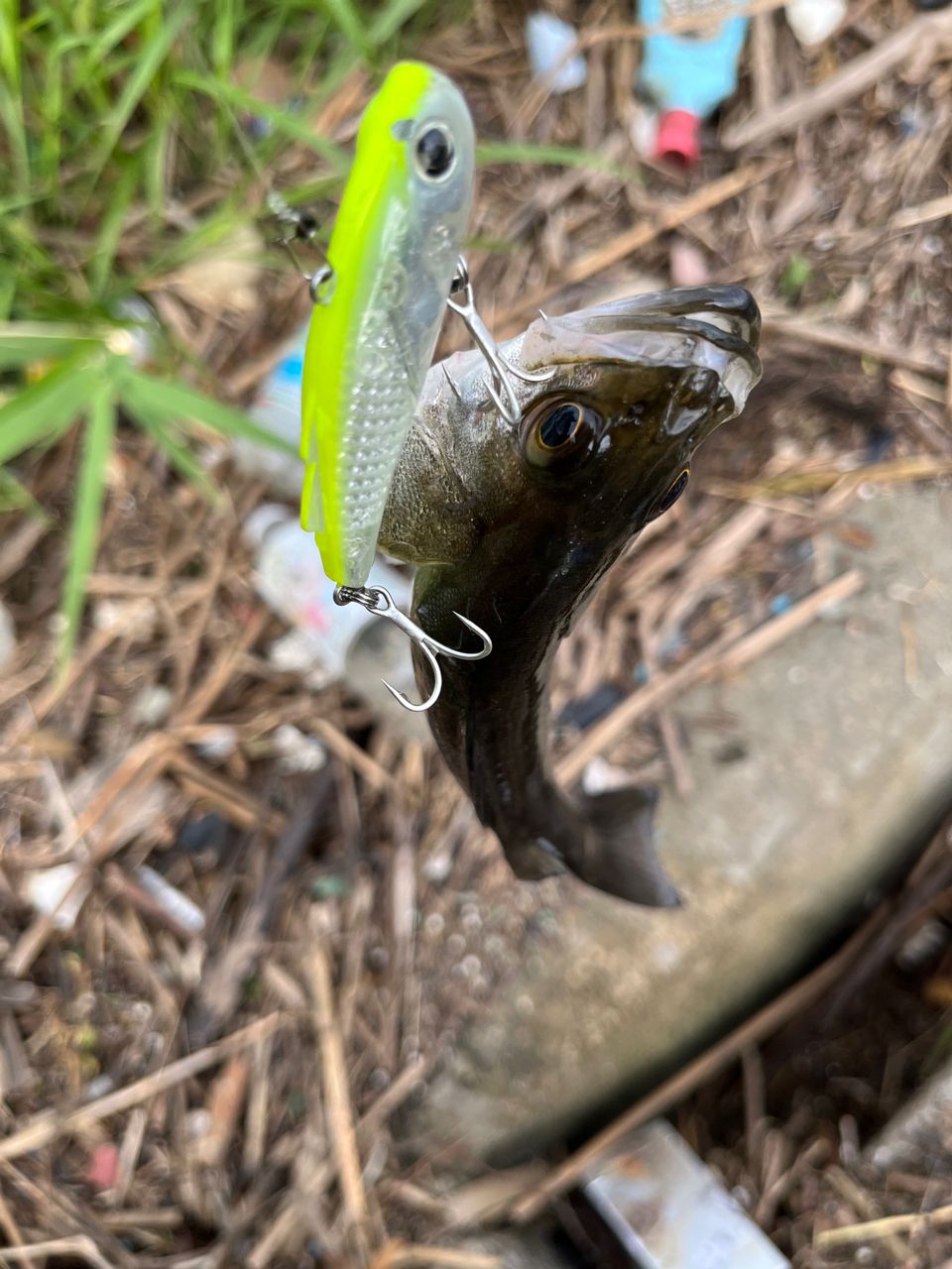 SHIMANO ディアルーナ MB S800L-4の最安値・インプレ・釣果 | 本音の